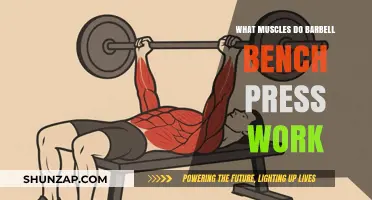 Barbell Bench Press Muscles: Targeted Strength Training Explained