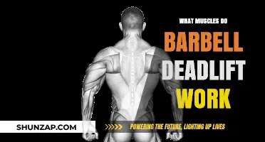 Barbell Deadlift Muscles: Targeted Groups and Strength Benefits Explained