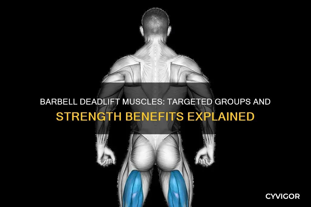 what muscles do barbell deadlift work