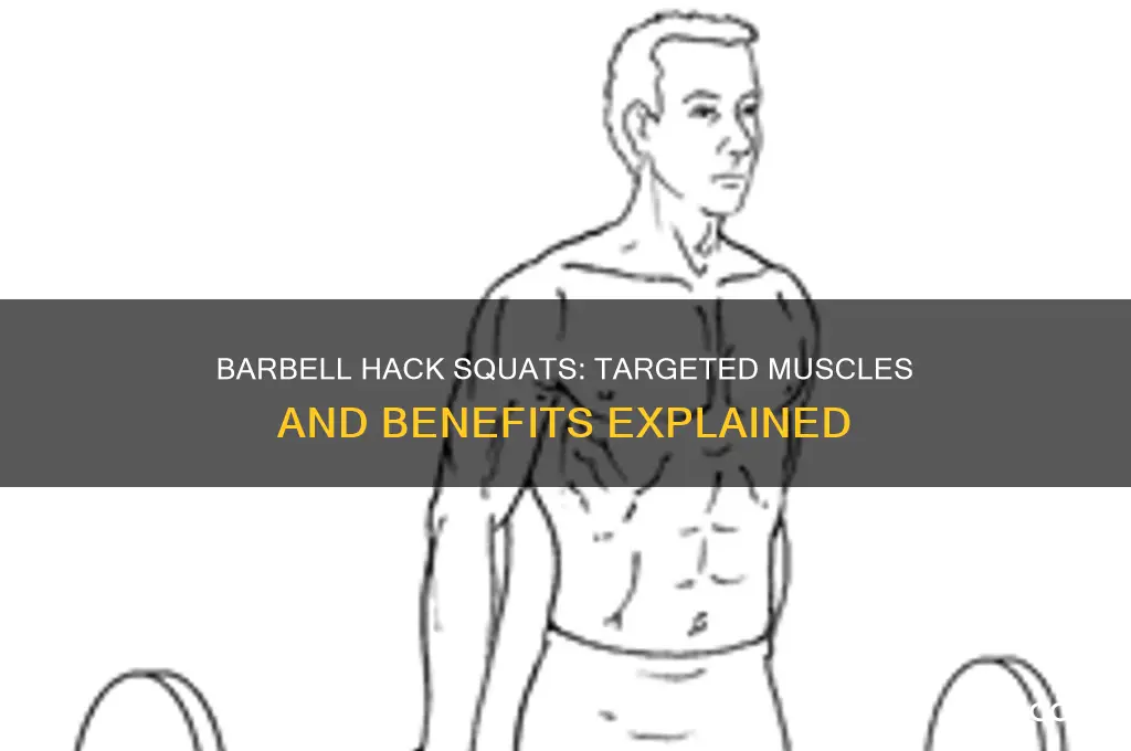 what muscles do barbell hack squats work