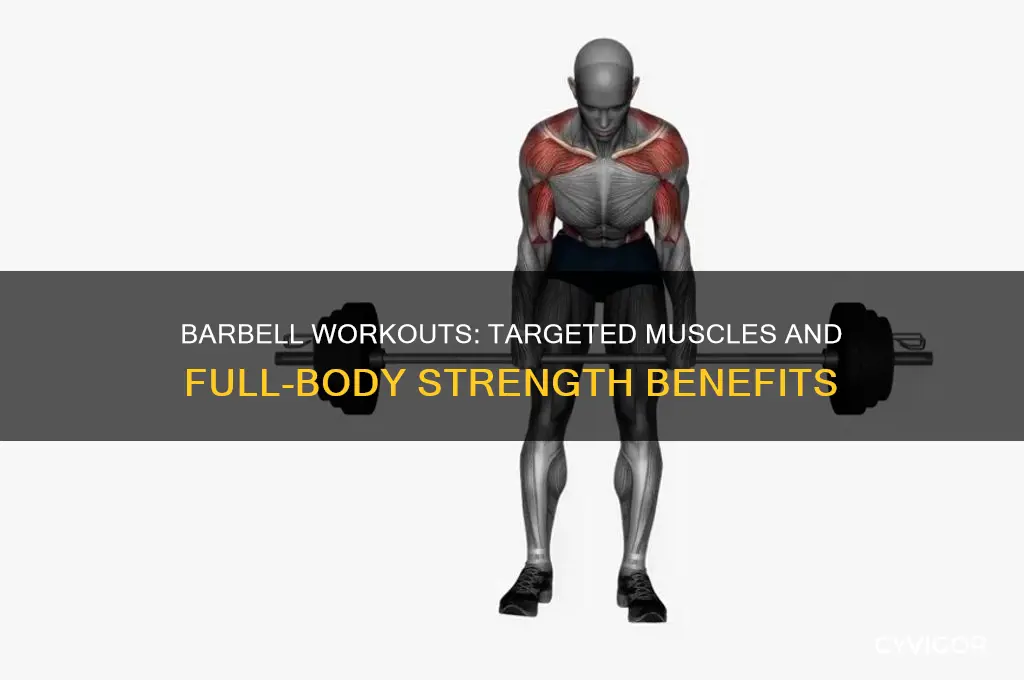what muscles do barbell work