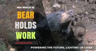 Bear Holds: Targeted Muscles and Strength Benefits Explained