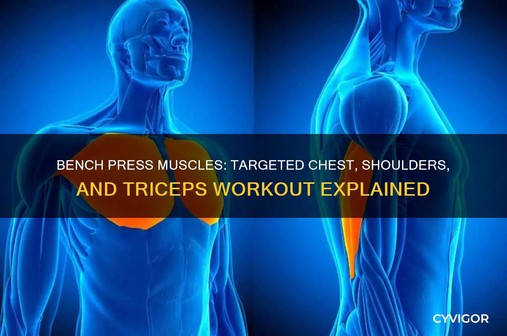 what muscles do becnh press work