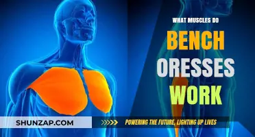 Bench Press Muscles: Targeted Chest, Shoulders, and Triceps Workout Explained