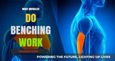 Bench Press Muscles: Unlocking Chest, Shoulders, and Triceps Strength