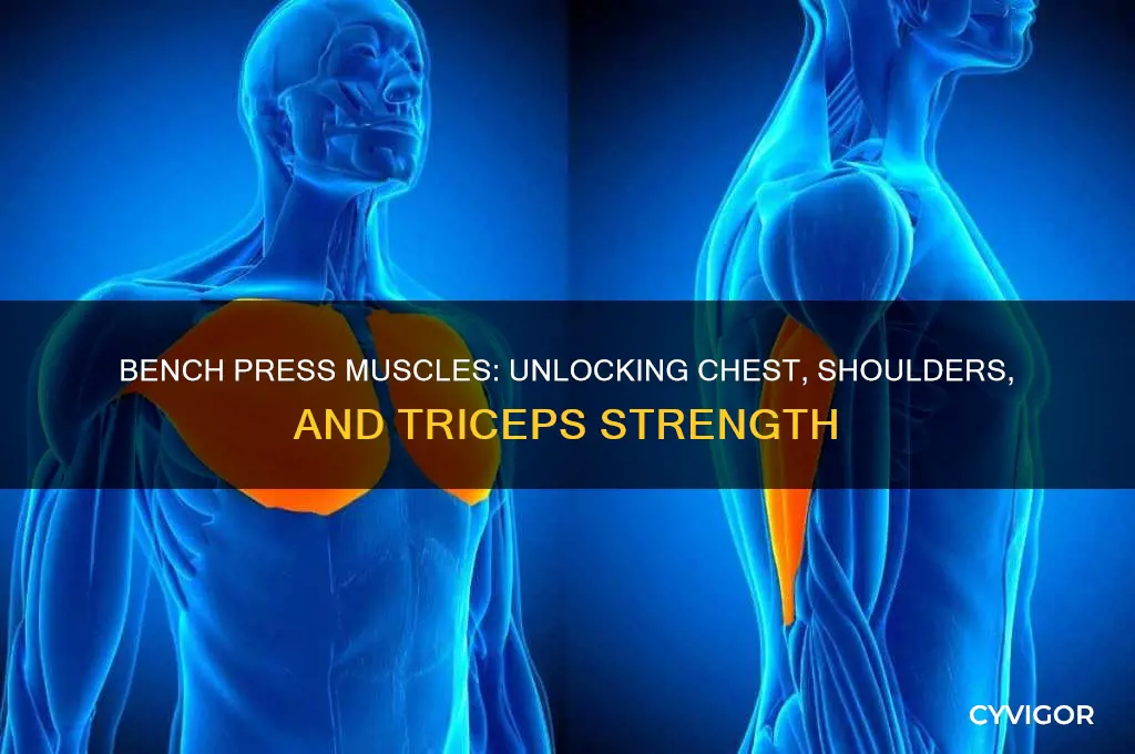 what muscles do benching work