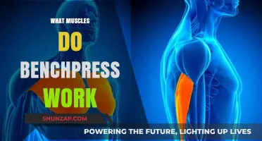 Bench Press Muscles: Targeted Groups and Strength Benefits Explained