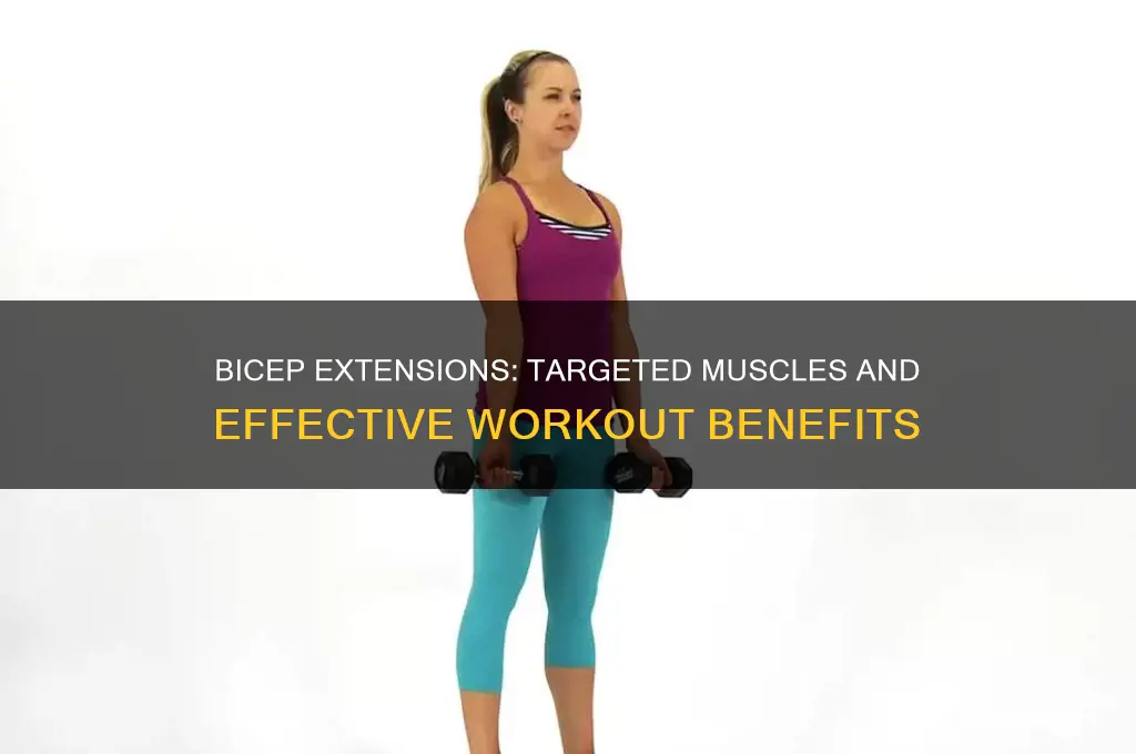what muscles do bicep extensions work