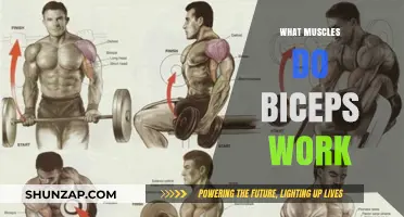 Biceps Workout: Targeted Muscles and Their Functions Explained