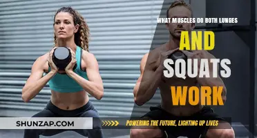 Lunges vs. Squats: Muscles Targeted and Strengthened by Both Exercises