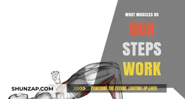Box Steps Workout: Target Muscles and Fitness Benefits Explained