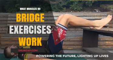 Bridge Exercises: Targeting Glutes, Core, and Lower Back Muscles