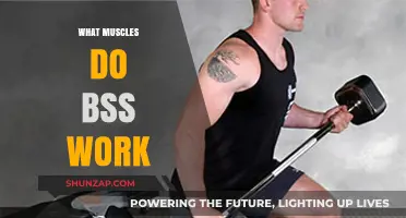 Unveiling the Muscles Targeted by BSS Workouts: A Comprehensive Guide