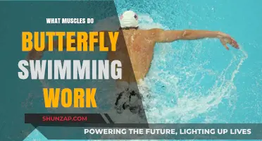 Butterfly Swimming: Muscles Worked and Strengthened in This Powerful Stroke