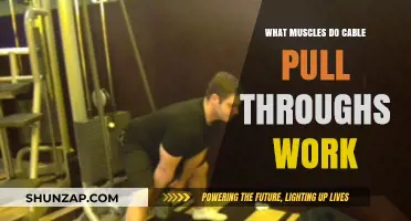 Cable Pull-Throughs: Targeted Muscles and Benefits for Lower Body Strength