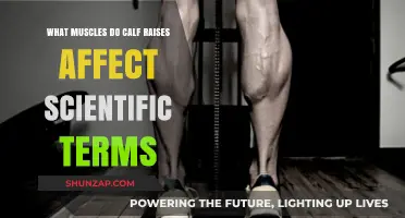 Unveiling the Science: Calf Raises and Their Muscular Impact