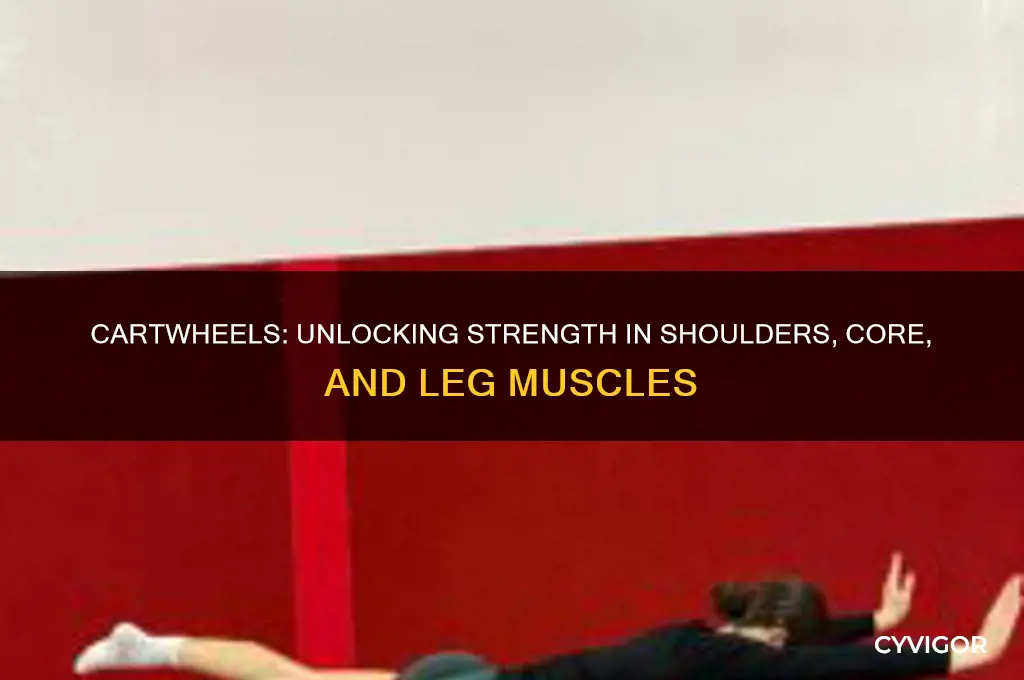 what muscles do cartwheels work