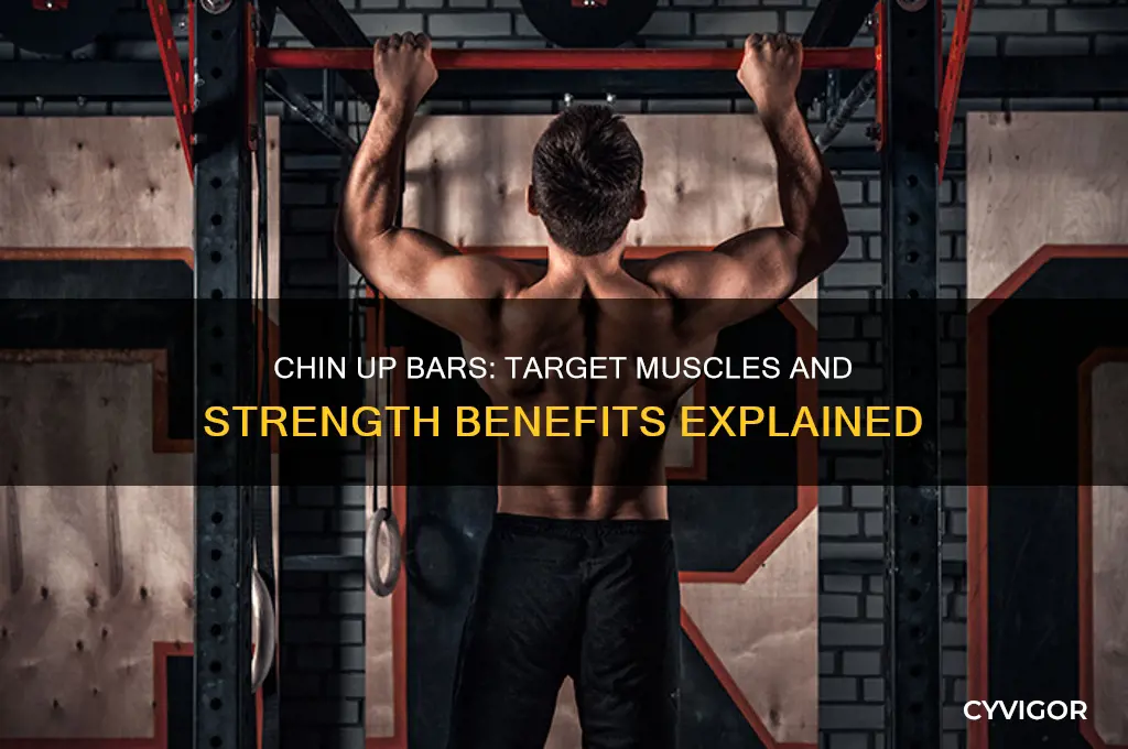 what muscles do chin up bars work