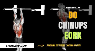 The Ultimate Guide to Chin-ups: Targeting Muscle Groups