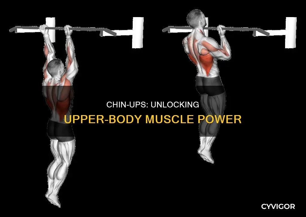 what muscles do chinups target