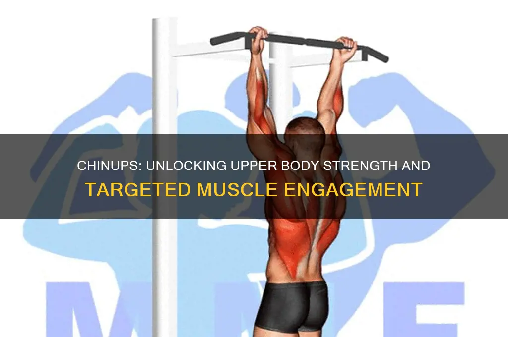 what muscles do chinups work