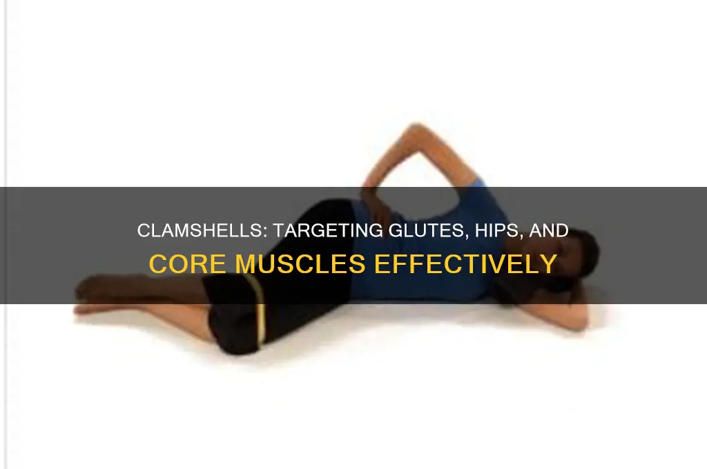 Clamshells: Targeting Glutes, Hips, And Core Muscles Effectively | CyVigor