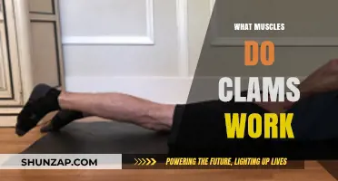 Clams Exercise: Targeting Inner Thigh, Core, and Pelvic Floor Muscles