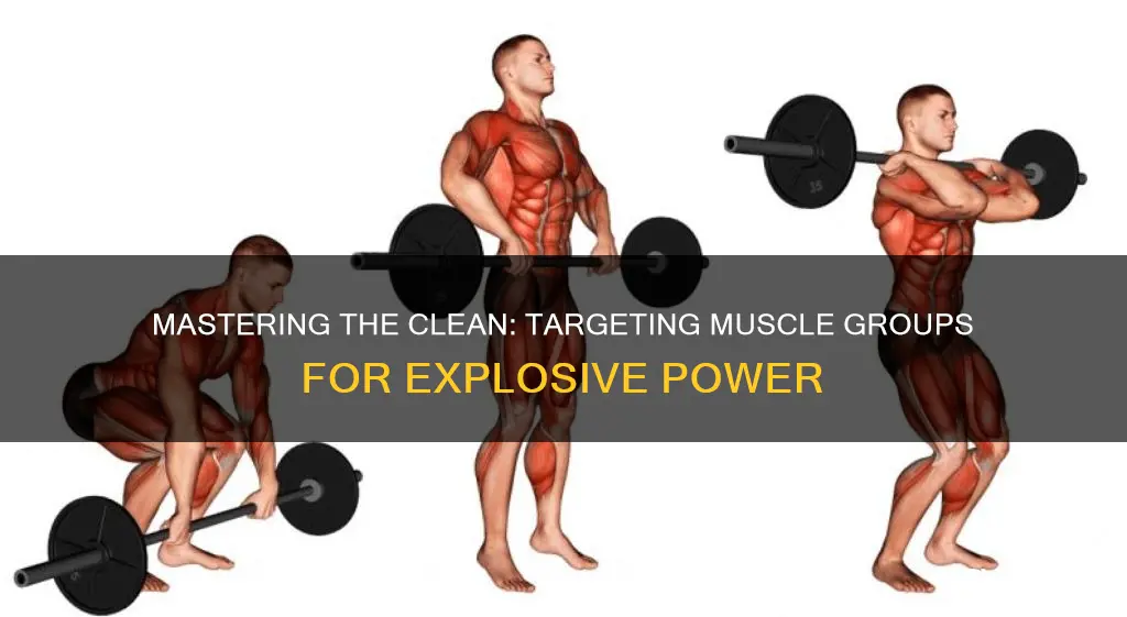 what muscles do cleans w