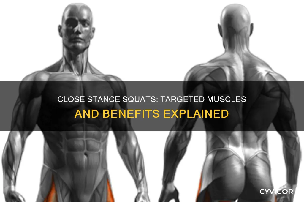 what muscles do close stance squats work