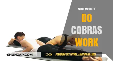 Cobra Pose Benefits: Targeted Muscles and Core Strengthening Explained