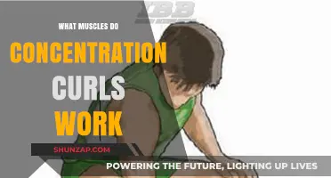 Concentration Curls: Targeted Muscles and Benefits for Stronger Arms