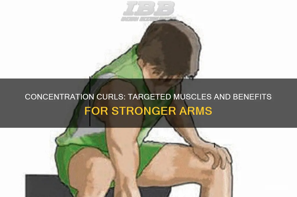 what muscles do concentration curls work