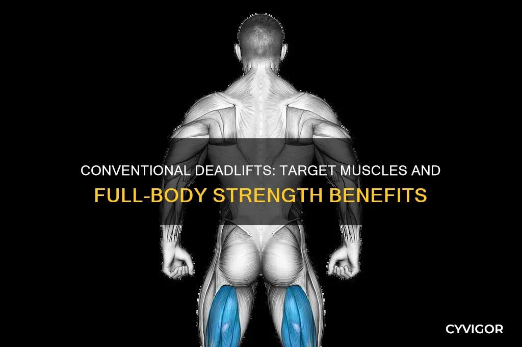 what muscles do conventional deadlifts work
