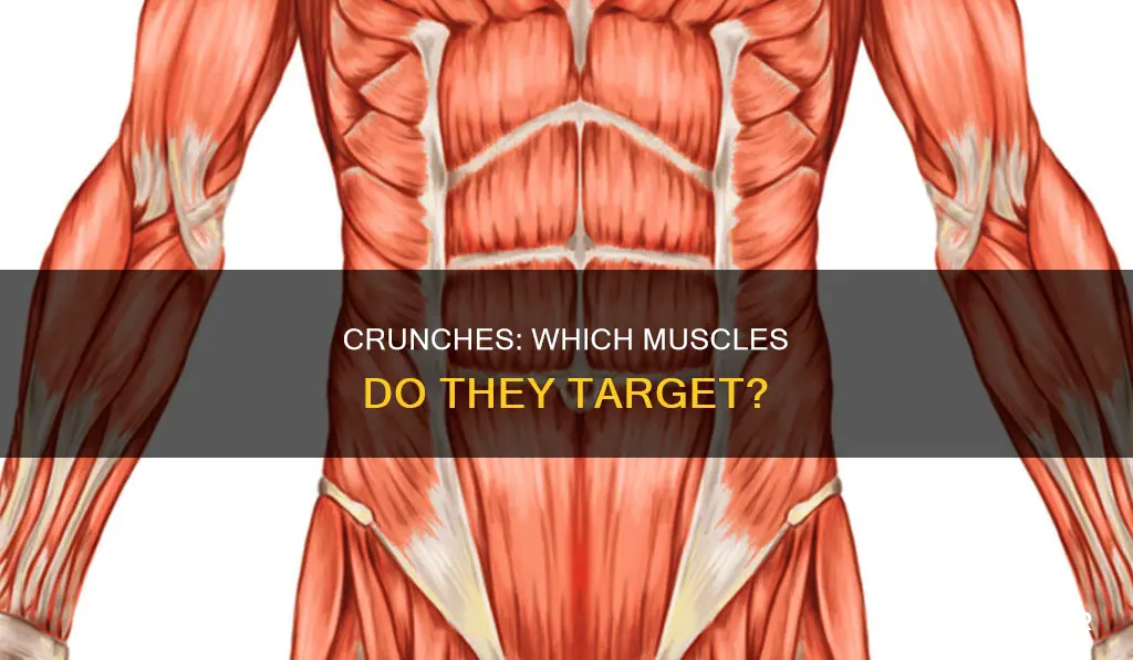 what muscles do crunches