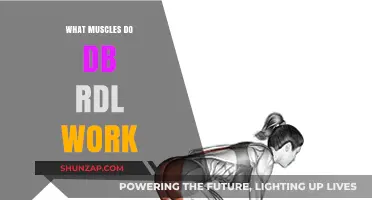 DB RDL Muscles: Targeted Benefits and Workout Techniques Explained