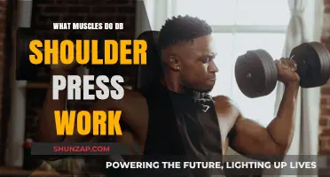 Dumbbell Shoulder Press: Targeted Muscles and Benefits Explained
