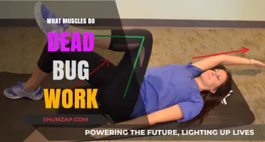 Dead Bug Exercise: Targeted Muscles and Core Benefits Explained
