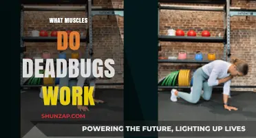 Deadbugs Workout: Targeting Core, Lower Back, and Stabilizer Muscles Effectively