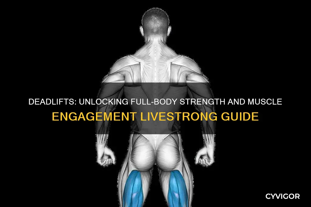 what muscles do deadlifts work livestrong