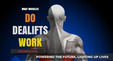 Deadlifts: Unlocking Full-Body Strength and Targeted Muscle Engagement