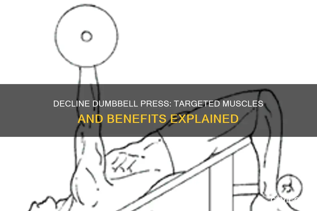 what muscles do decline dumbbell press work