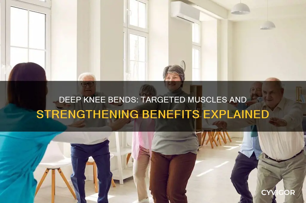 what muscles do deep knee bends work