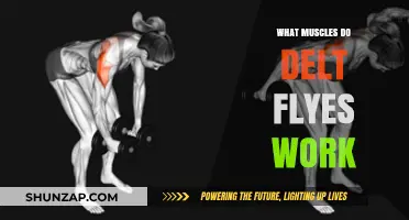 Delt Flyes: Targeted Muscles and Benefits for Shoulder Strength