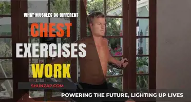 Targeted Chest Workouts: Which Muscles Do Different Exercises Engage?