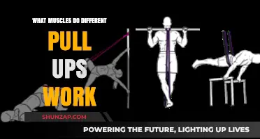 Pull-Up Power: Targeted Muscles for Different Variations Explained