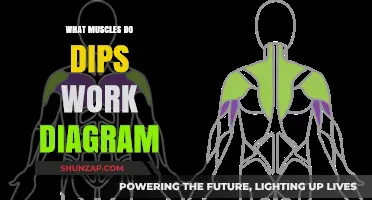 Muscles Worked by Dips: Illustrated Guide to Targeted Strength Training