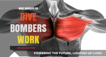 Dive Bombers: Targeted Muscles and Full-Body Benefits Explained