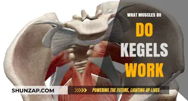 Kegels Explained: Target Muscles and Benefits for Pelvic Floor Strength