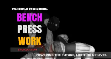 Barbell Bench Press: Key Muscles Targeted and Strengthened