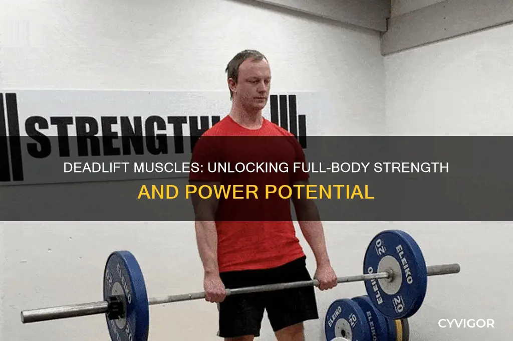 what muscles do does deadlift work